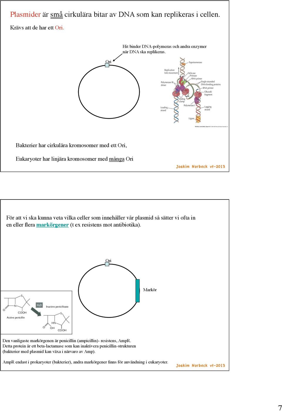 För att vi ska kunna veta vilka celler som innehåller vår plasmid så sätter vi ofta in! en eller flera markörgener (t ex resistens mot antibiotika).! Ori! Markör!