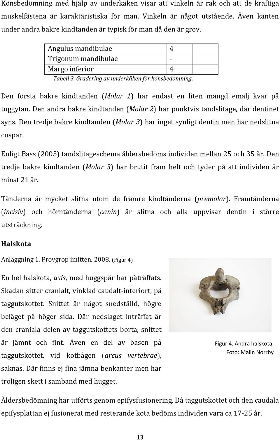 Den första bakre kindtanden (Molar 1) har endast en liten mängd emalj kvar på tuggytan. Den andra bakre kindtanden (Molar 2) har punktvis tandslitage, där dentinet syns.