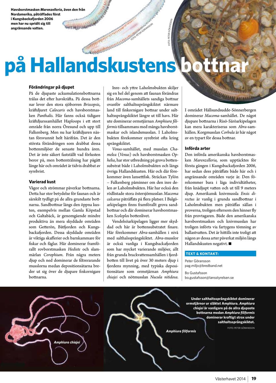 På dessa bottnar lever den stora sjöborren Brissopsis, kräftdjuret Calocaris och havsborstmasken Panthalis.