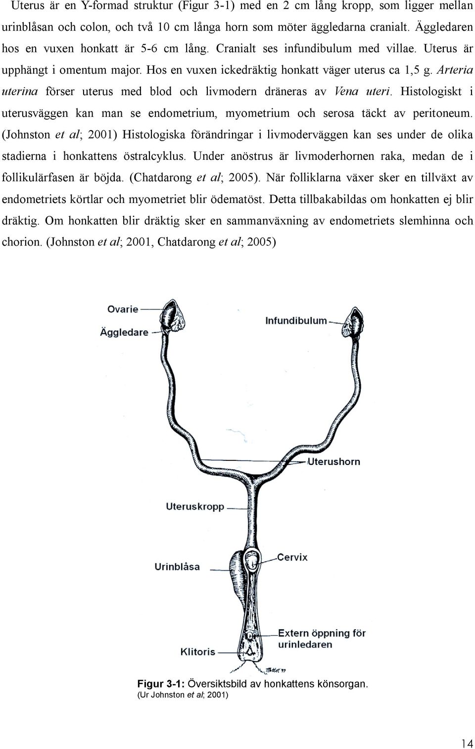 Arteria uterina förser uterus med blod och livmodern dräneras av Vena uteri. Histologiskt i uterusväggen kan man se endometrium, myometrium och serosa täckt av peritoneum.