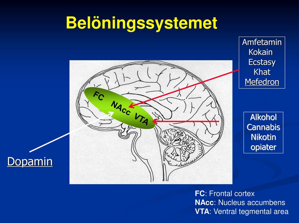 Cannabis Nikotin opiater FC: Frontal