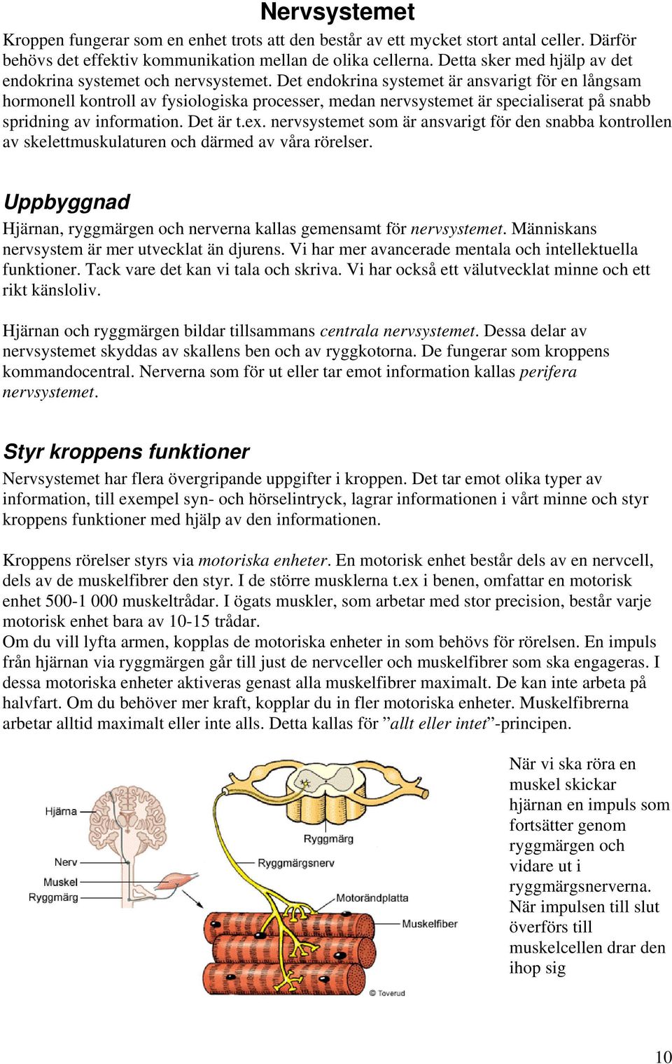 Det endokrina systemet är ansvarigt för en långsam hormonell kontroll av fysiologiska processer, medan nervsystemet är specialiserat på snabb spridning av information. Det är t.ex.