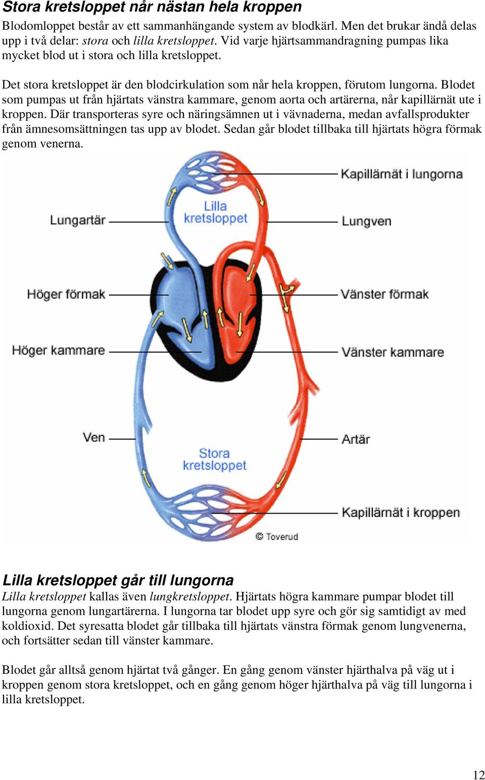Blodet som pumpas ut från hjärtats vänstra kammare, genom aorta och artärerna, når kapillärnät ute i kroppen.