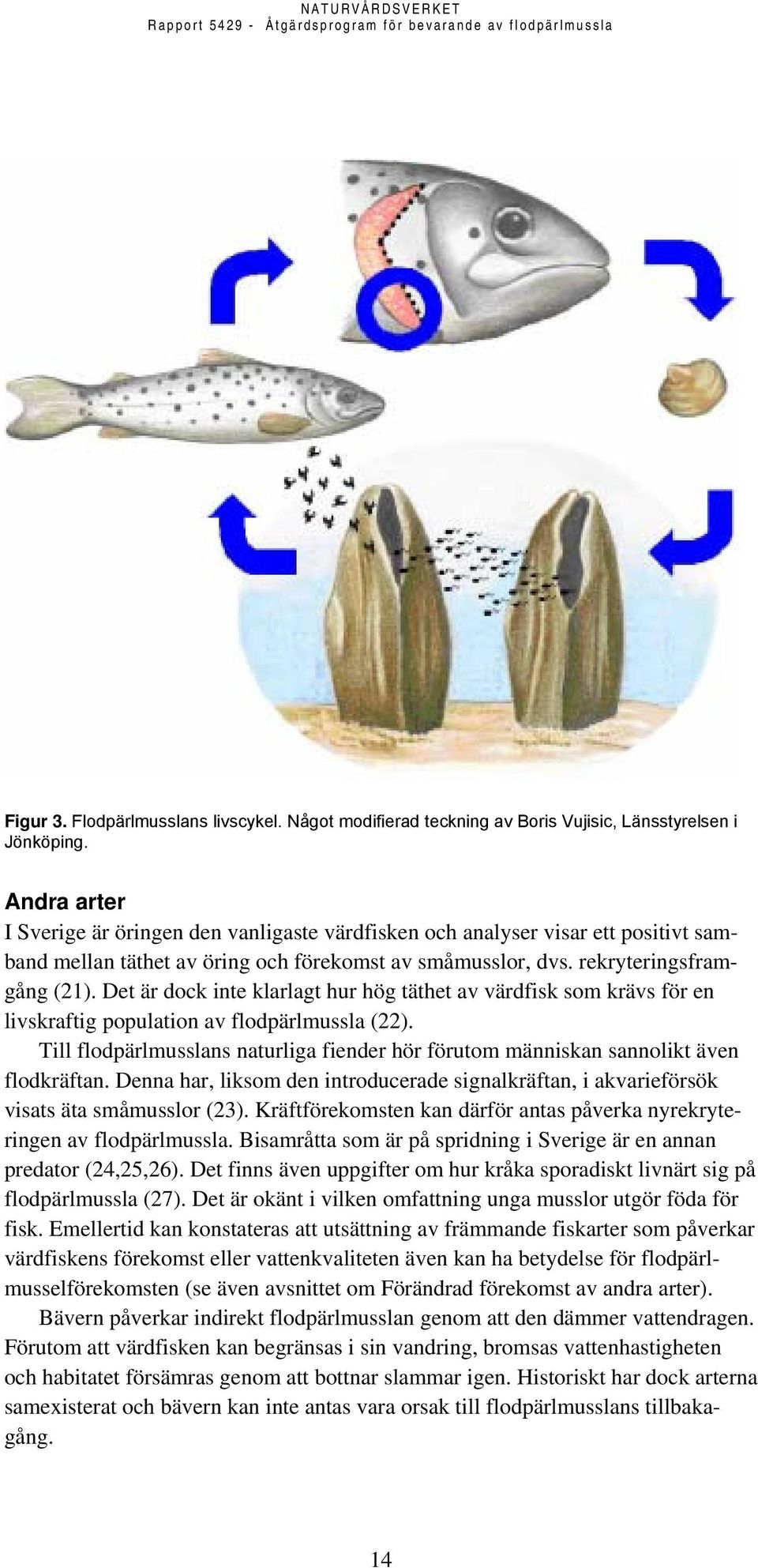 Det är dock inte klarlagt hur hög täthet av värdfisk som krävs för en livskraftig population av flodpärlmussla (22).