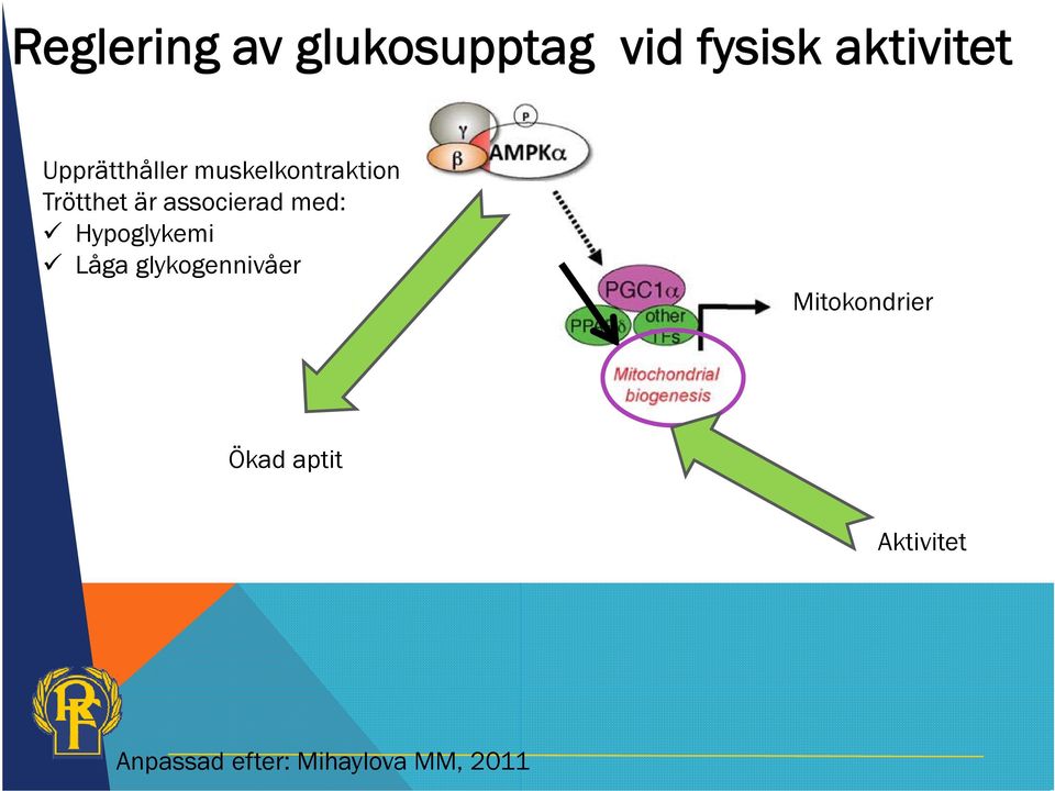 associerad med: Hypoglykemi Låga glykogennivåer