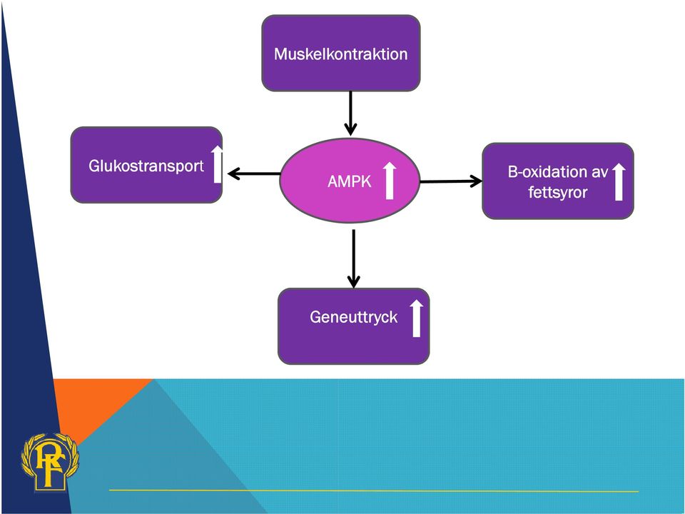 Glukostransport 