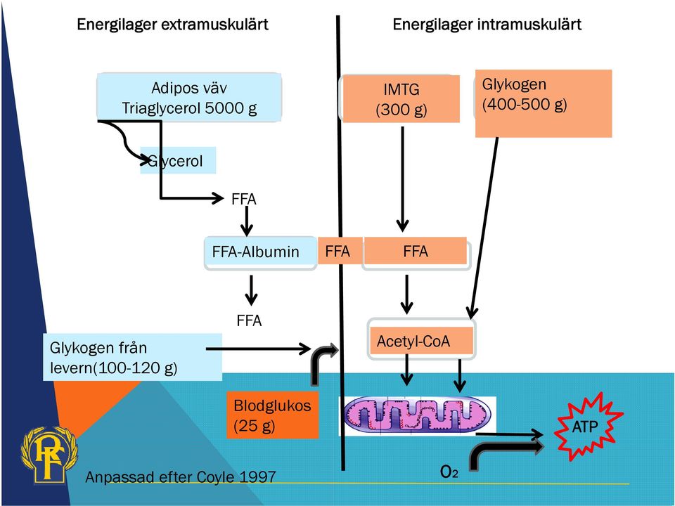 Glycerol FFA FFA-Albumin FFA FFA Glykogen från levern(100-120