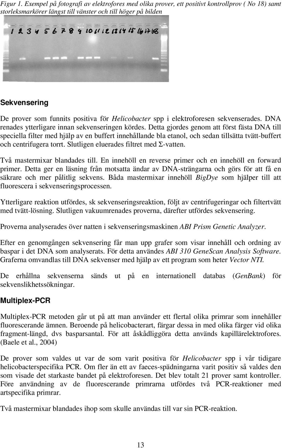 positiva för Helicobacter spp i elektroforesen sekvenserades. DNA renades ytterligare innan sekvenseringen kördes.