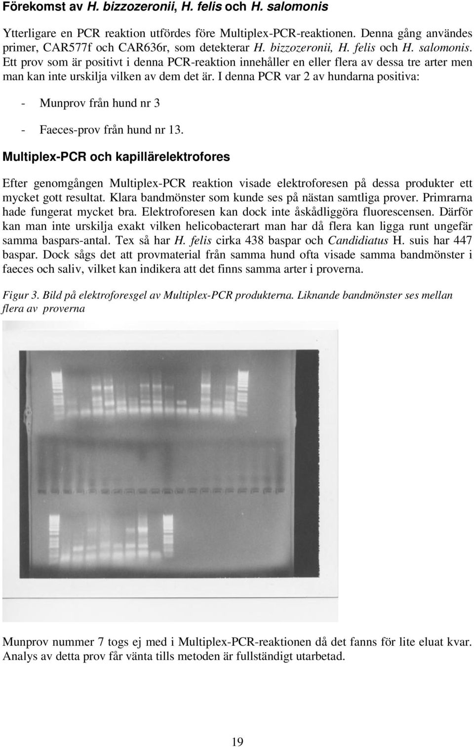 I denna PCR var 2 av hundarna positiva: - Munprov från hund nr 3 - Faeces-prov från hund nr 13.