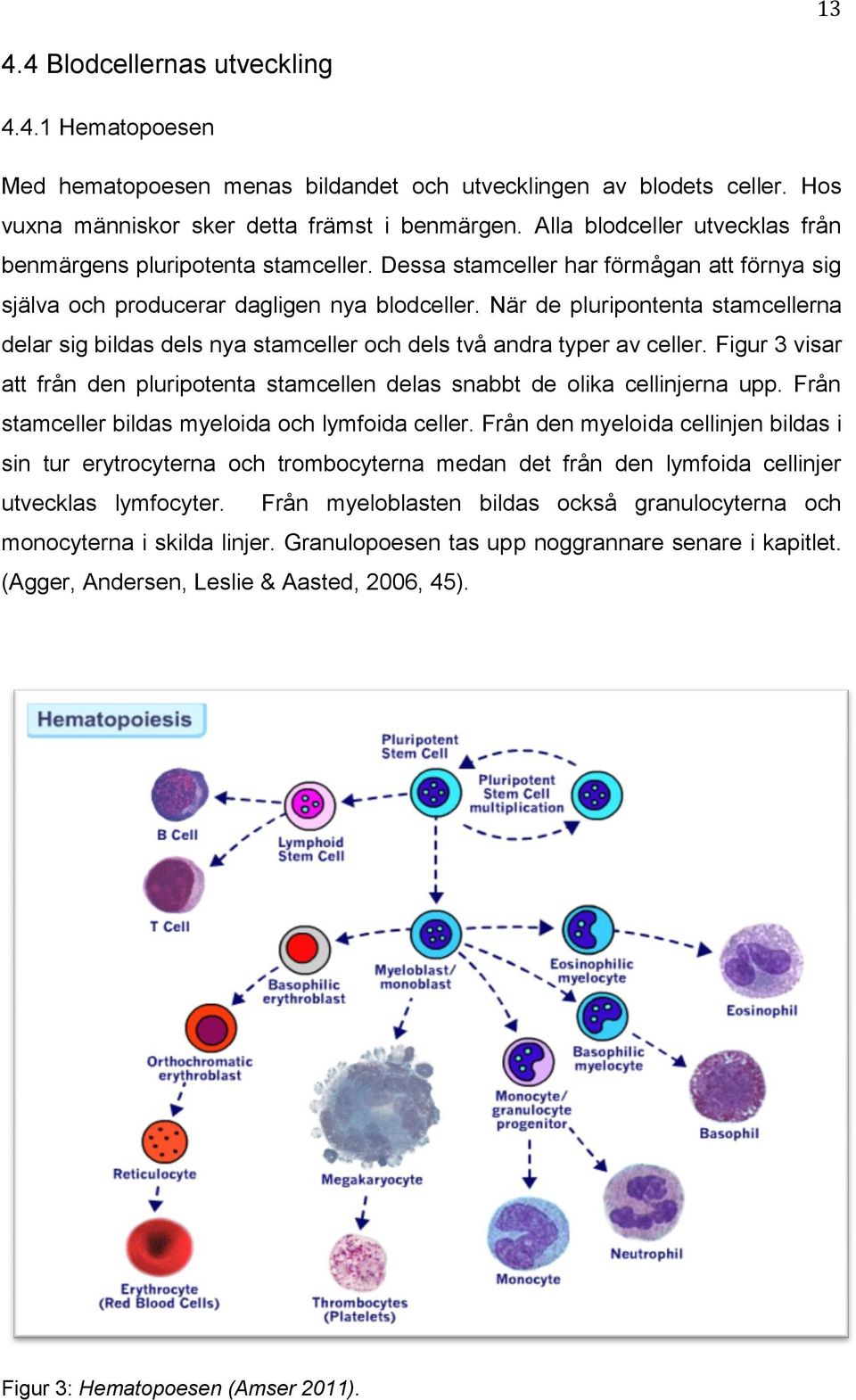 När de pluripontenta stamcellerna delar sig bildas dels nya stamceller och dels två andra typer av celler. Figur 3 visar att från den pluripotenta stamcellen delas snabbt de olika cellinjerna upp.