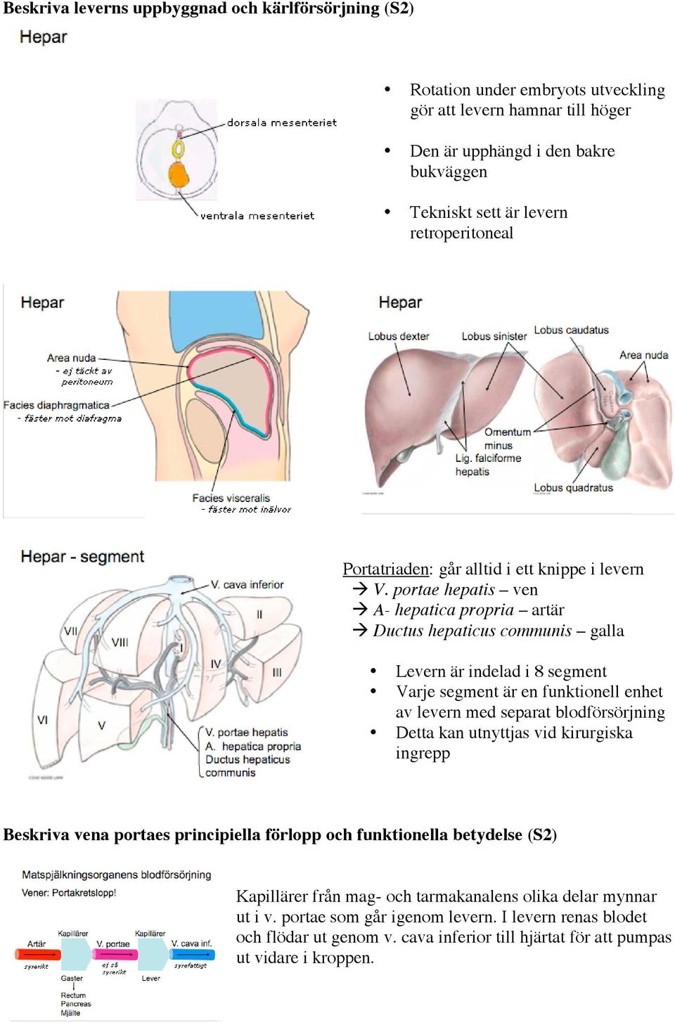 portae hepatis ven A- hepatica propria artär Ductus hepaticus communis galla Levern är indelad i 8 segment Varje segment är en funktionell enhet av levern med separat blodförsörjning Detta