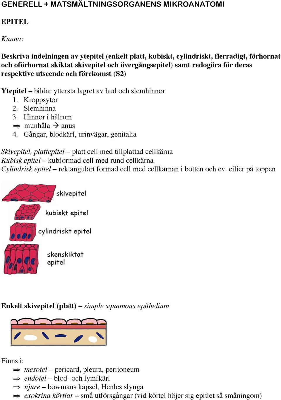 Gångar, blodkärl, urinvägar, genitalia Skivepitel, plattepitel platt cell med tillplattad cellkärna Kubisk epitel kubformad cell med rund cellkärna Cylindrisk epitel rektangulärt formad cell med