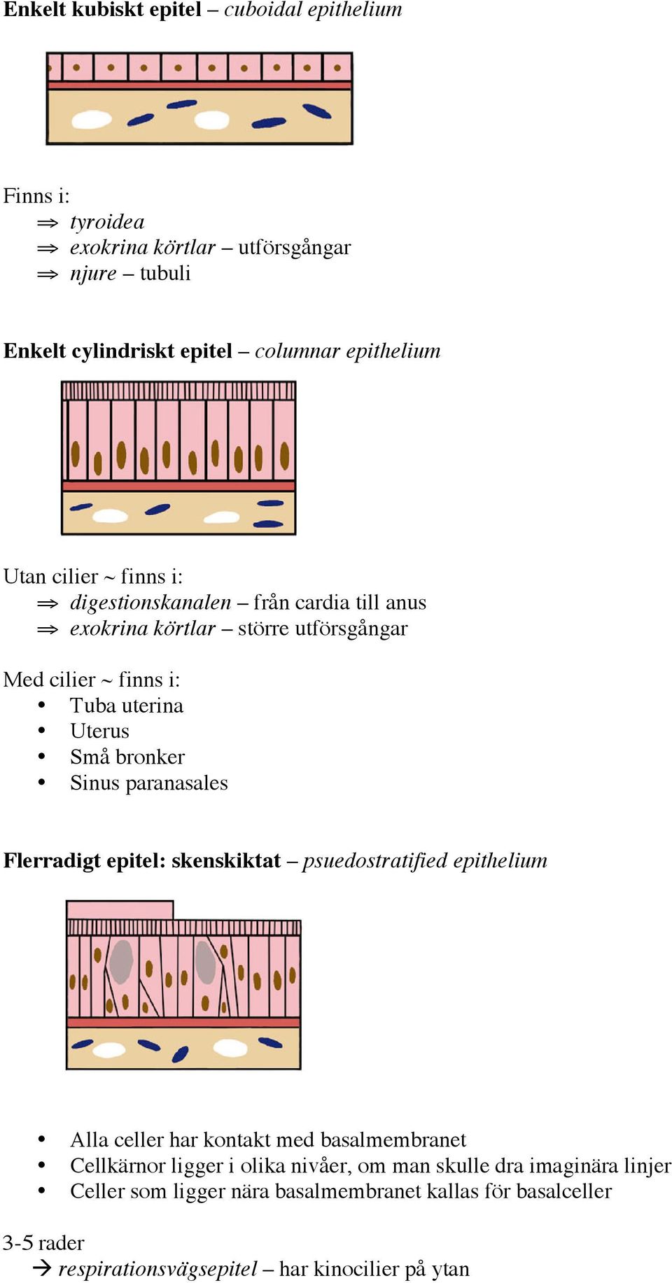 bronker Sinus paranasales Flerradigt epitel: skenskiktat psuedostratified epithelium Alla celler har kontakt med basalmembranet Cellkärnor ligger i