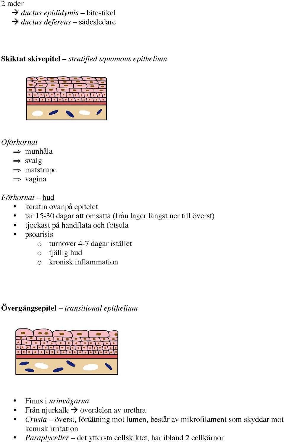 turnover 4-7 dagar istället o fjällig hud o kronisk inflammation Övergångsepitel transitional epithelium Finns i urinvägarna Från njurkalk överdelen av