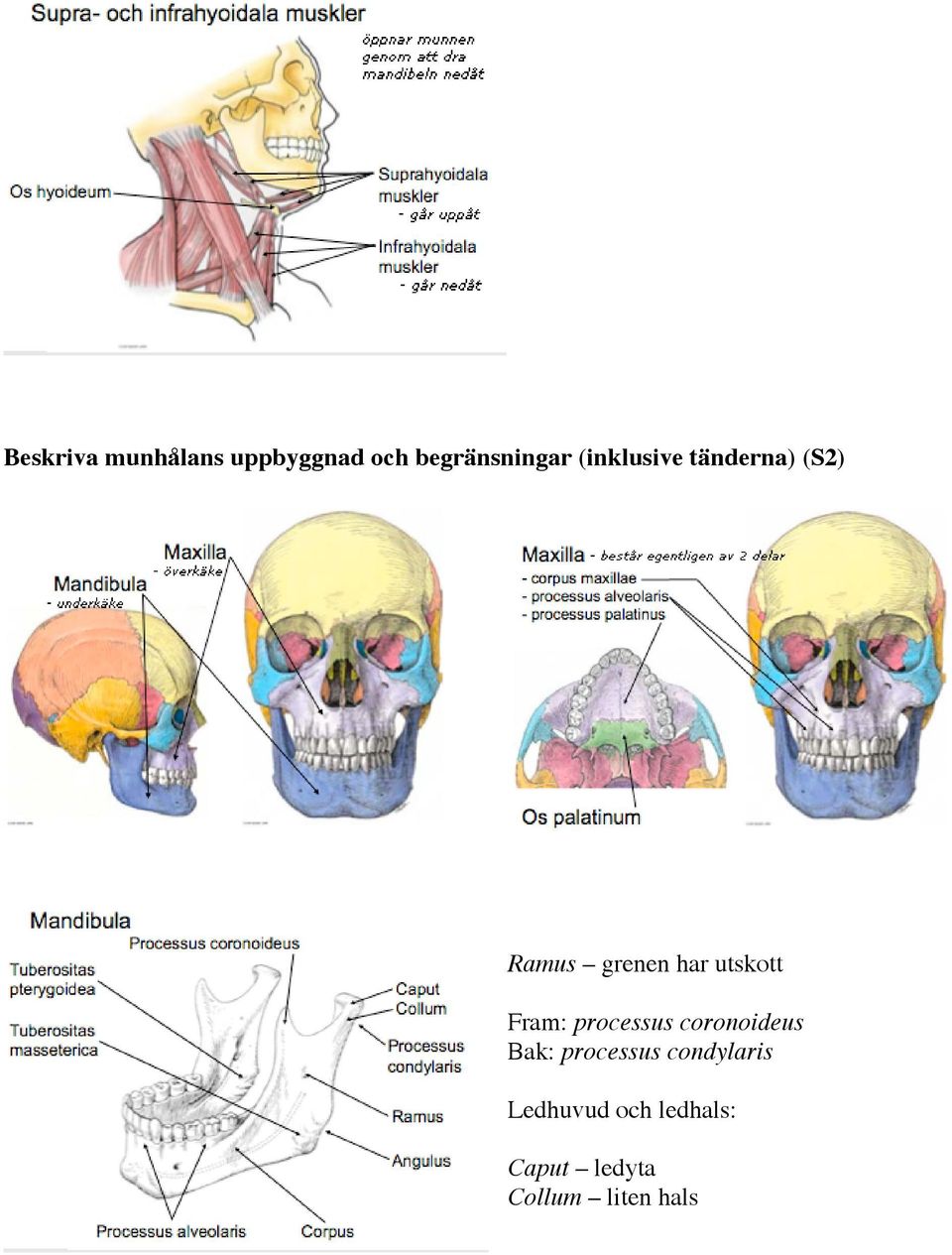 Fram: processus coronoideus Bak: processus