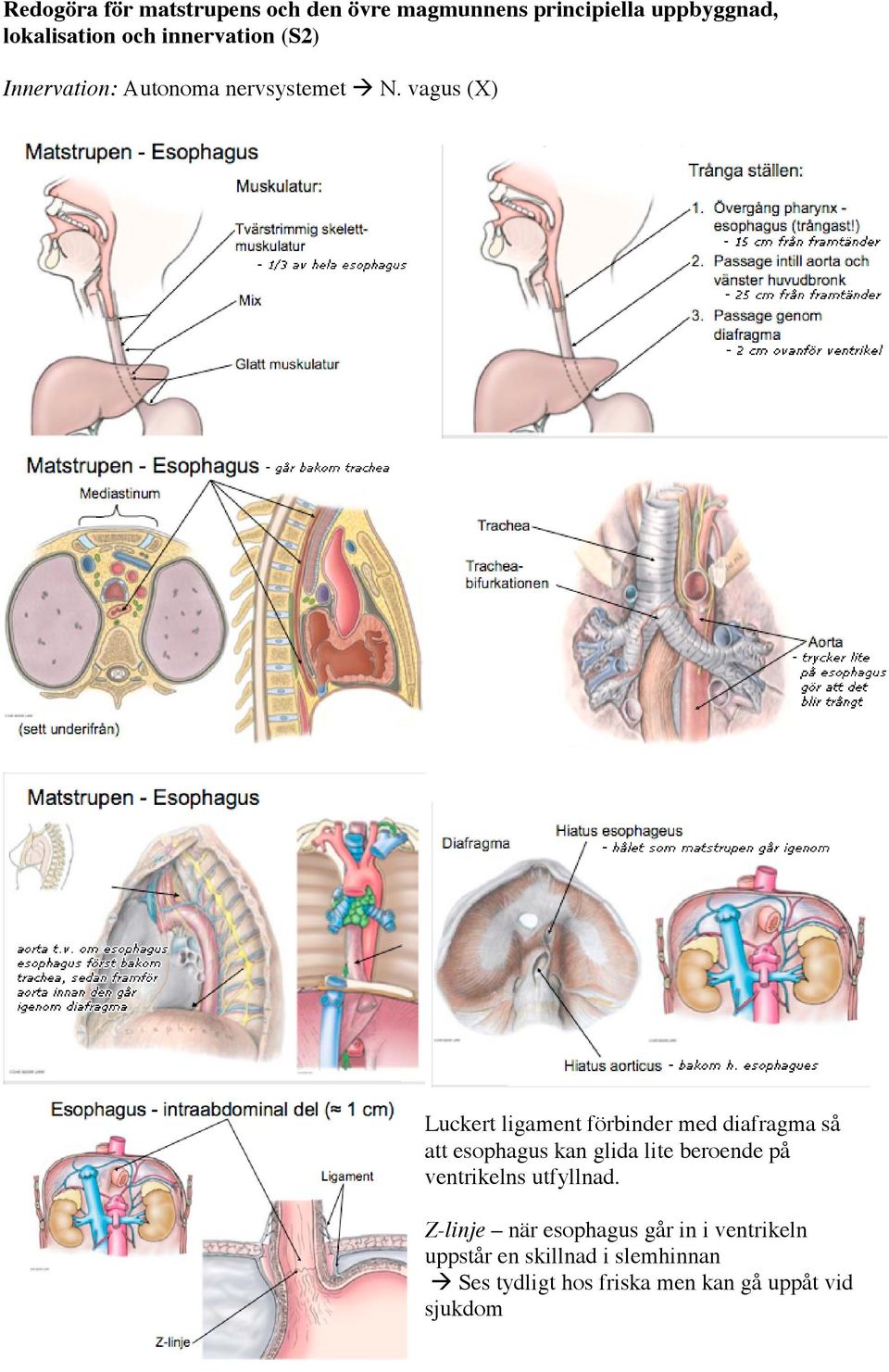 vagus (X) Luckert ligament förbinder med diafragma så att esophagus kan glida lite beroende på