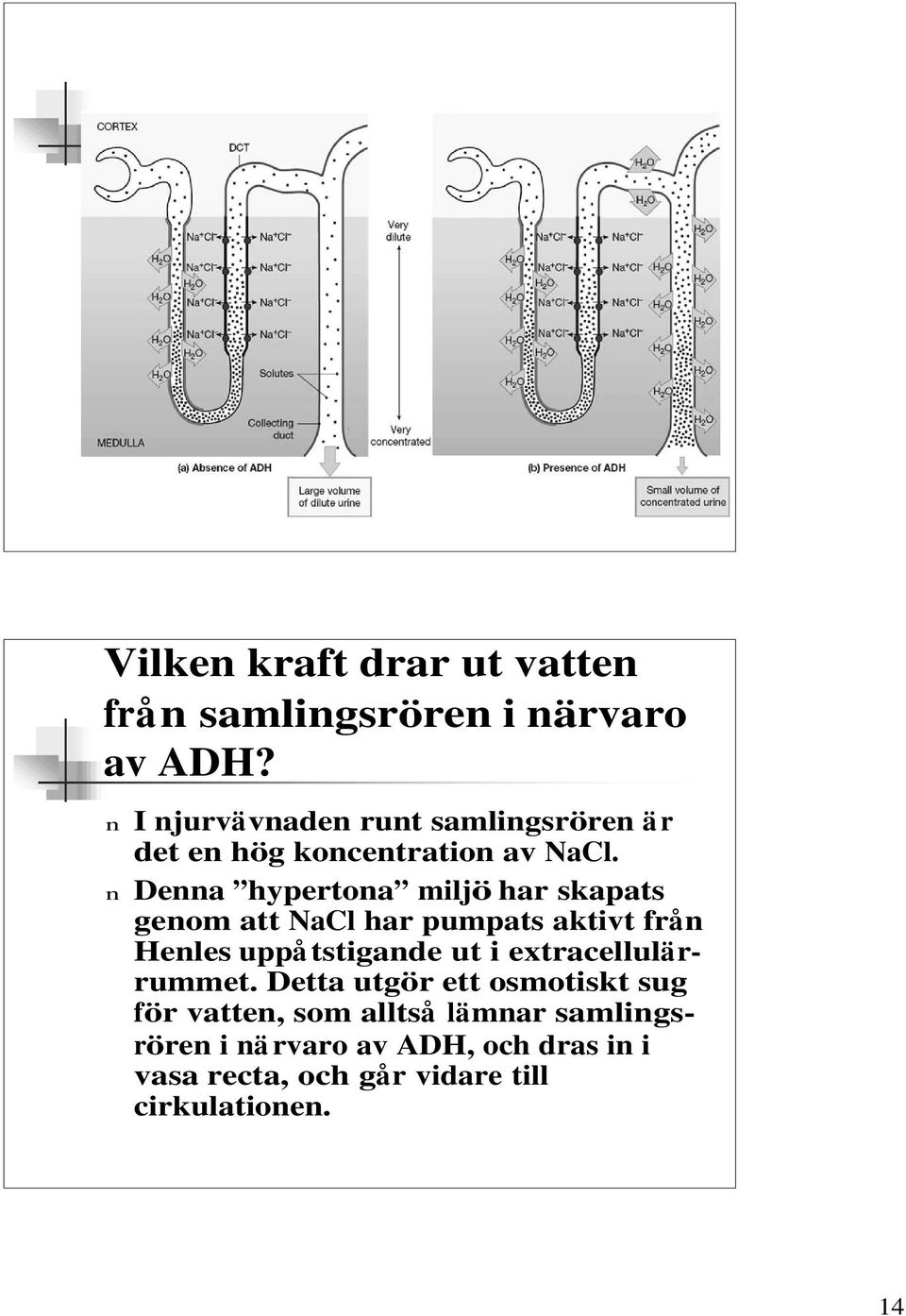 n Denna hypertona miljö har skapats genom att NaCl har pumpats aktivt från Henles uppåtstigande ut i