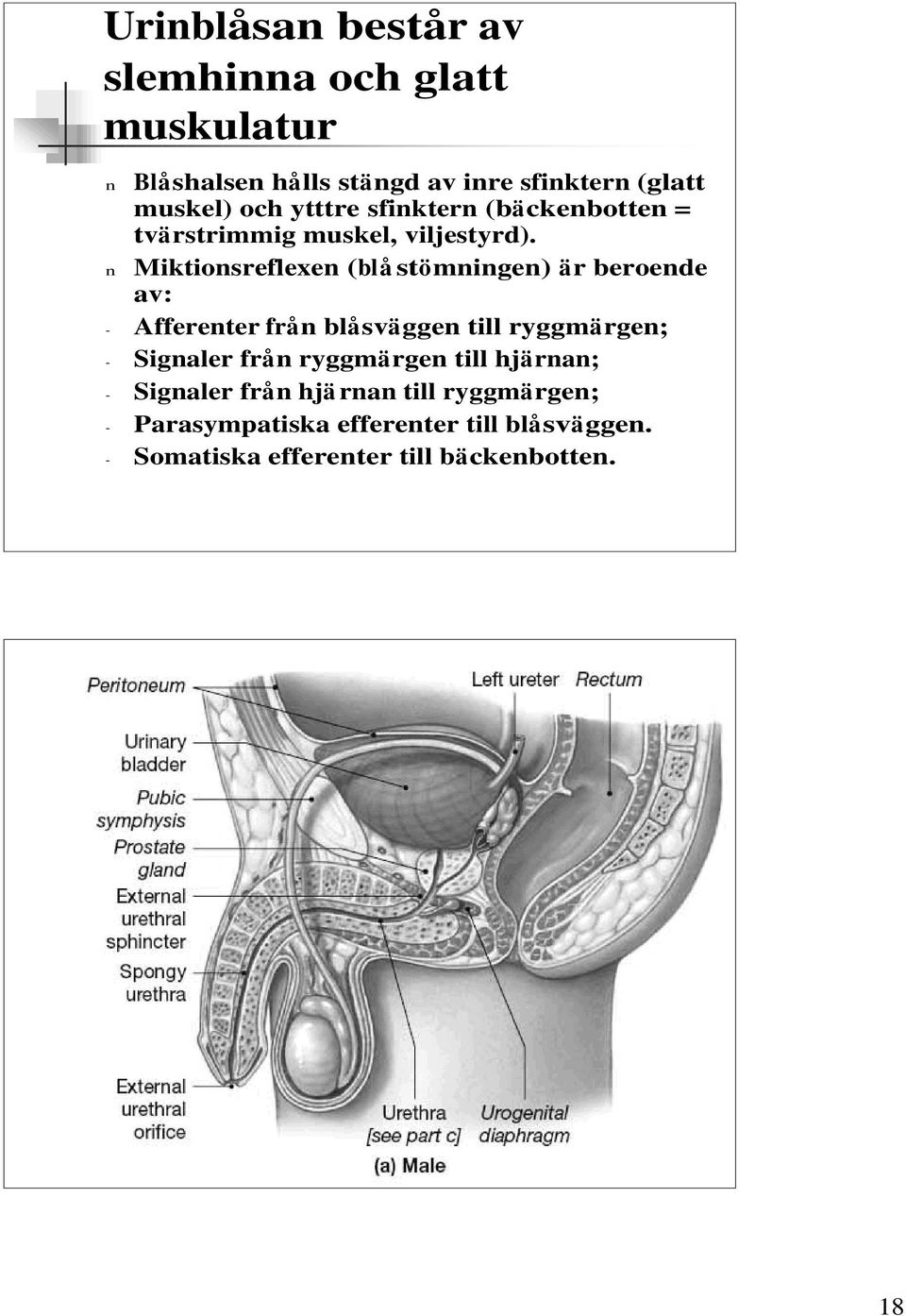 n Miktionsreflexen (blå stömningen) är beroende av: - Afferenter från blåsväggen till ryggmärgen; - Signaler