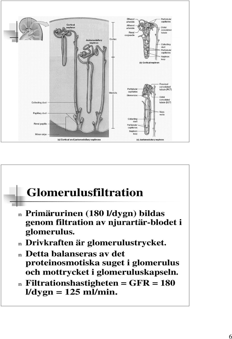 n Detta balanseras av det proteinosmotiska suget i glomerulus och