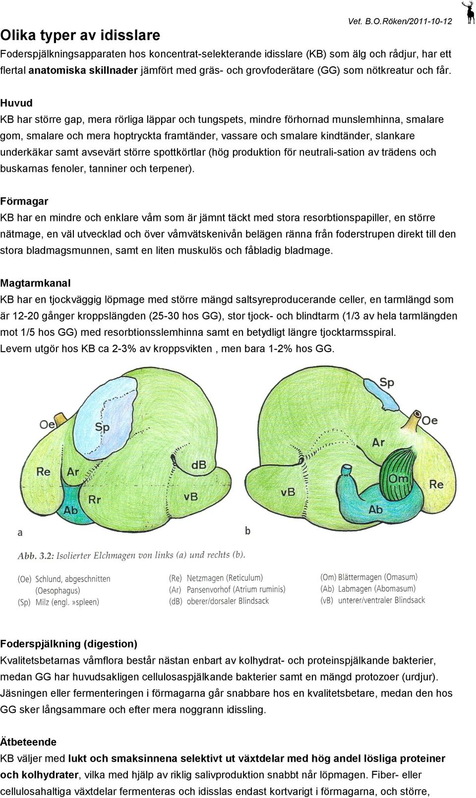 Huvud KB har större gap, mera rörliga läppar och tungspets, mindre förhornad munslemhinna, smalare gom, smalare och mera hoptryckta framtänder, vassare och smalare kindtänder, slankare underkäkar