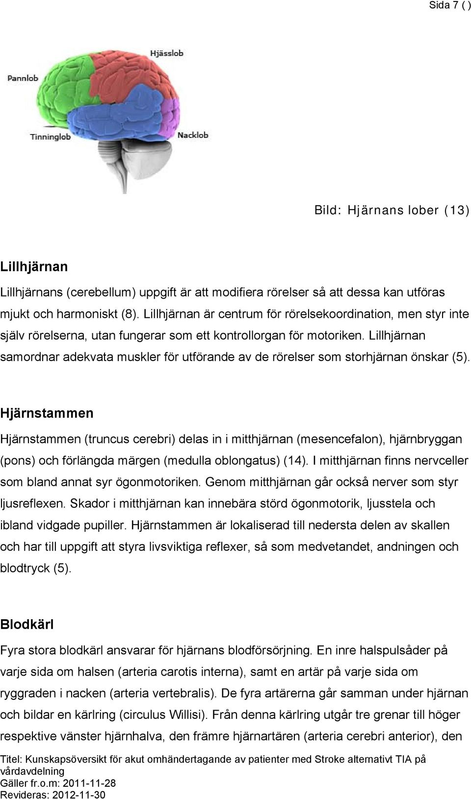 Lillhjärnan samordnar adekvata muskler för utförande av de rörelser som storhjärnan önskar (5).