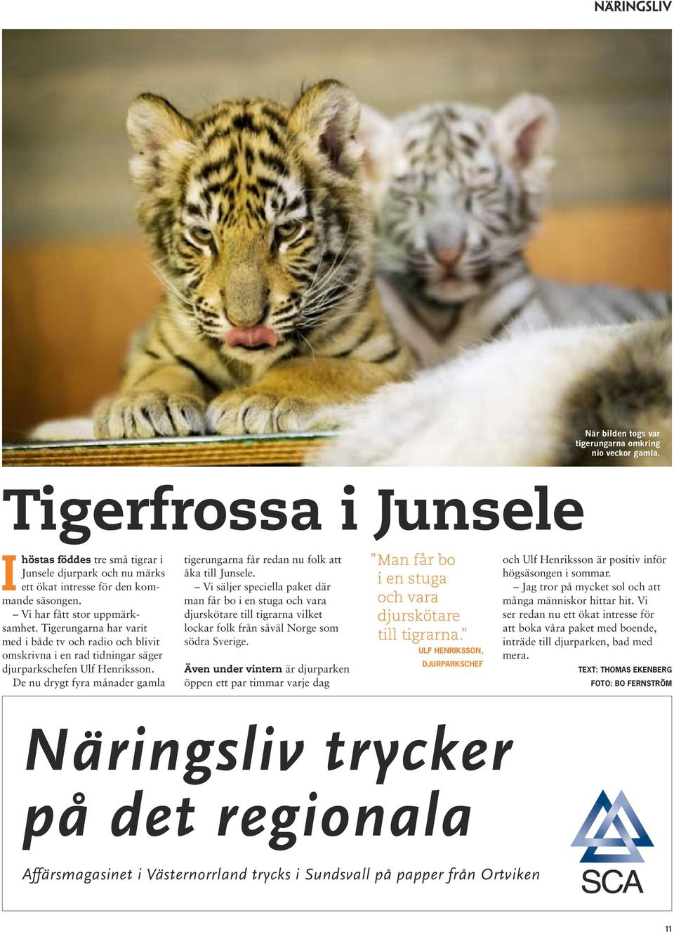 De nu drygt fyra månader gamla tigerungarna får redan nu folk att åka till Junsele.