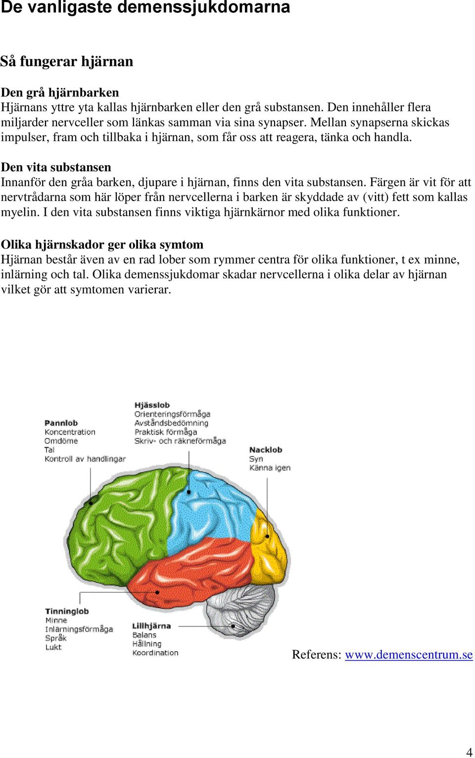 Den vita substansen Innanför den gråa barken, djupare i hjärnan, finns den vita substansen.