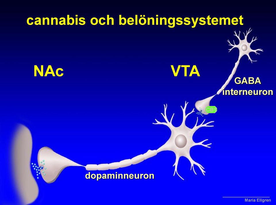 NAc VTA GABA