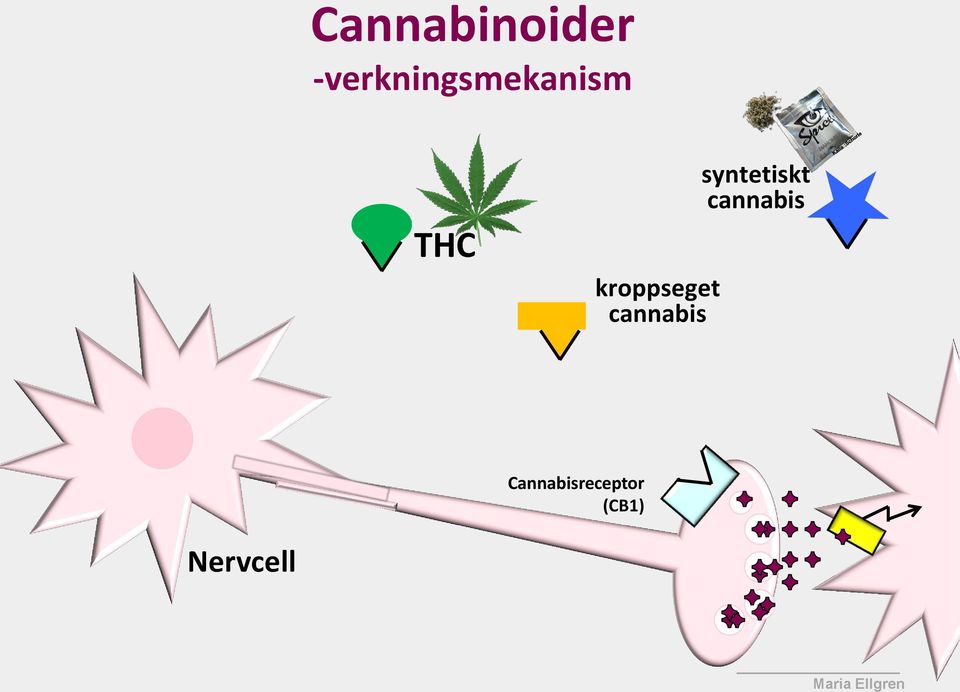 kroppseget cannabis