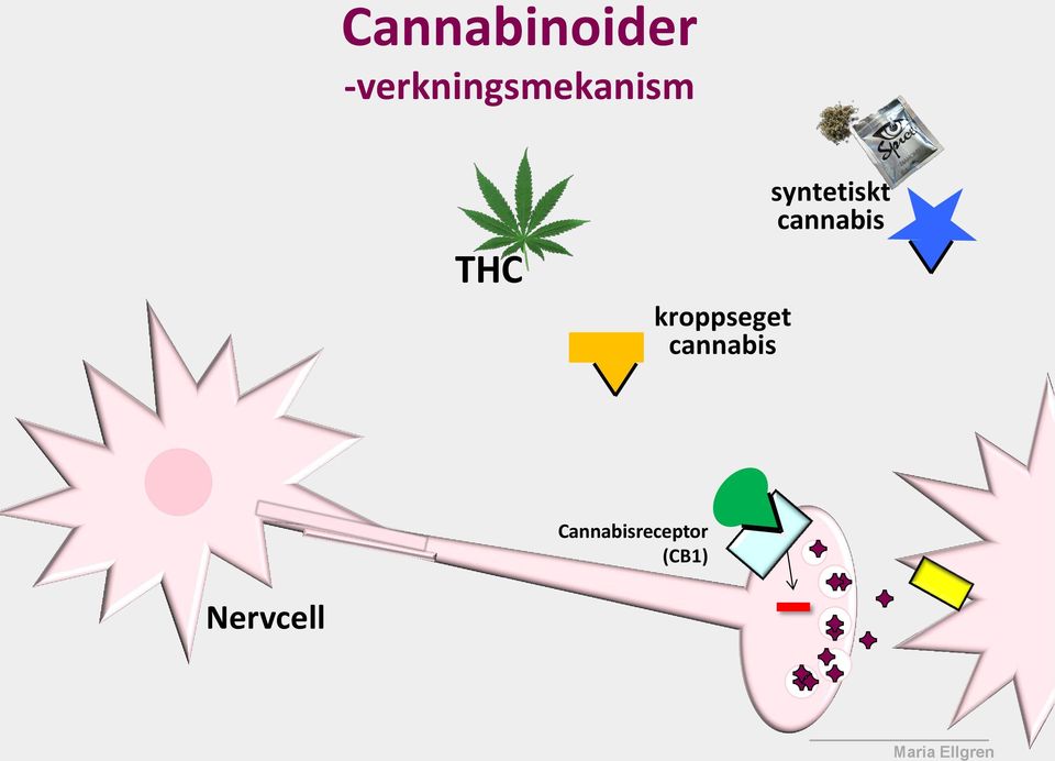 kroppseget cannabis