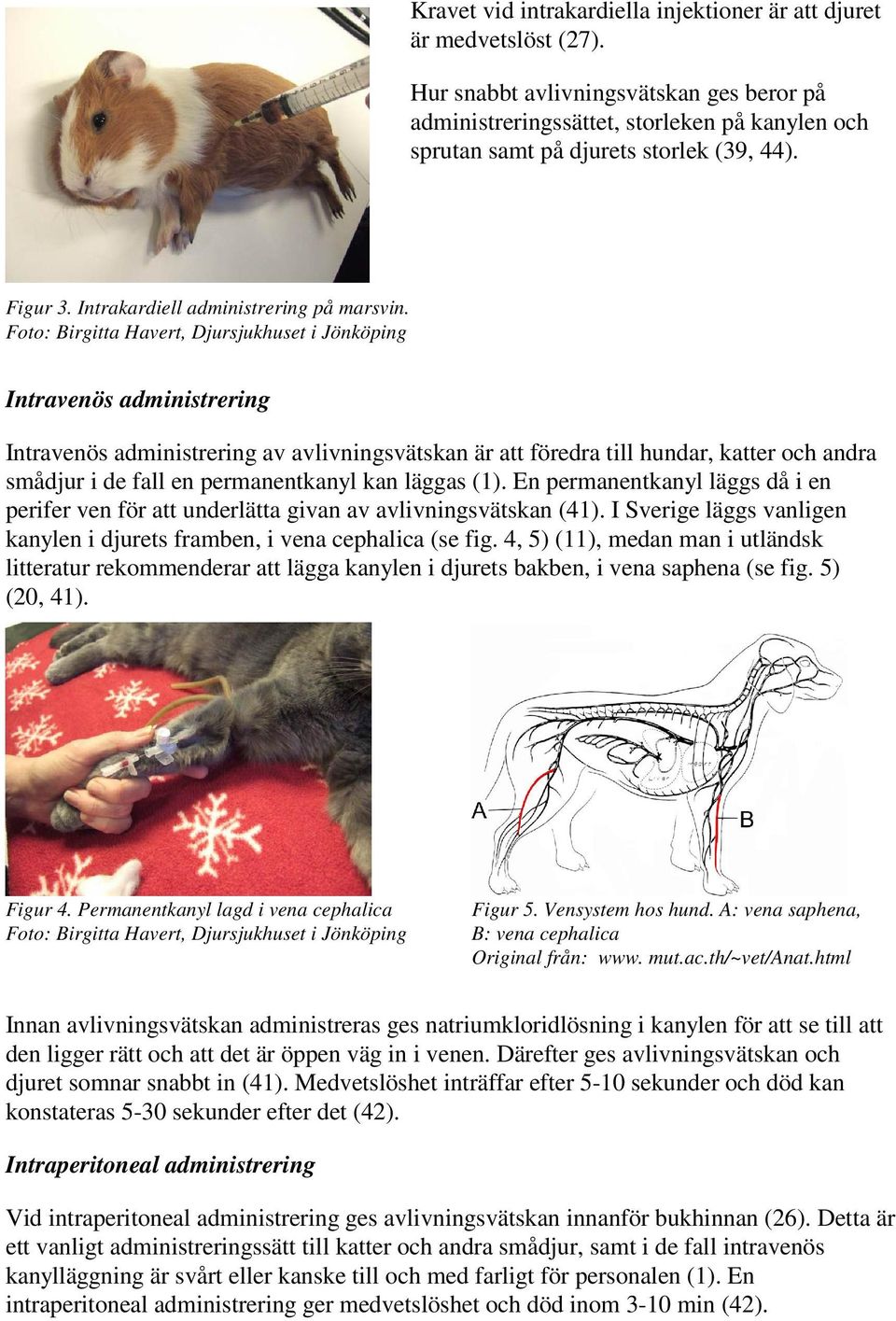 Foto: Birgitta Havert, Djursjukhuset i Jönköping Intravenös administrering Intravenös administrering av avlivningsvätskan är att föredra till hundar, katter och andra smådjur i de fall en