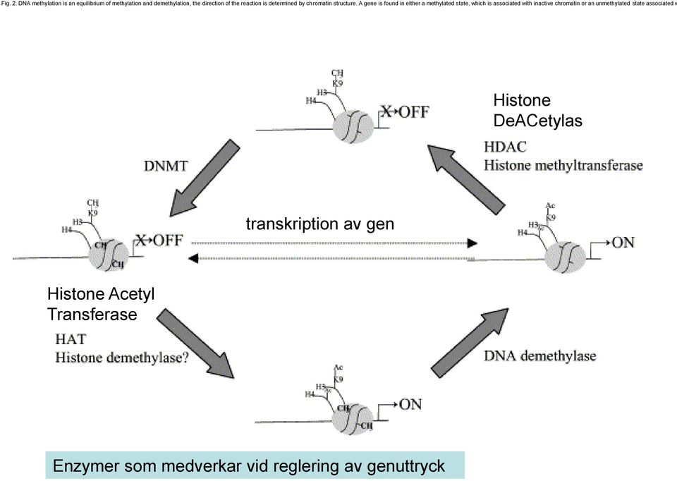 is determined by chromatin structure.