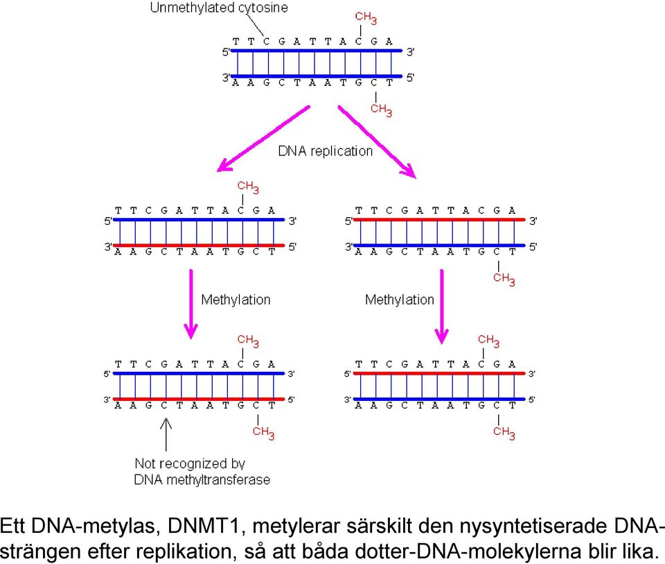 DNAsträngen efter replikation, så