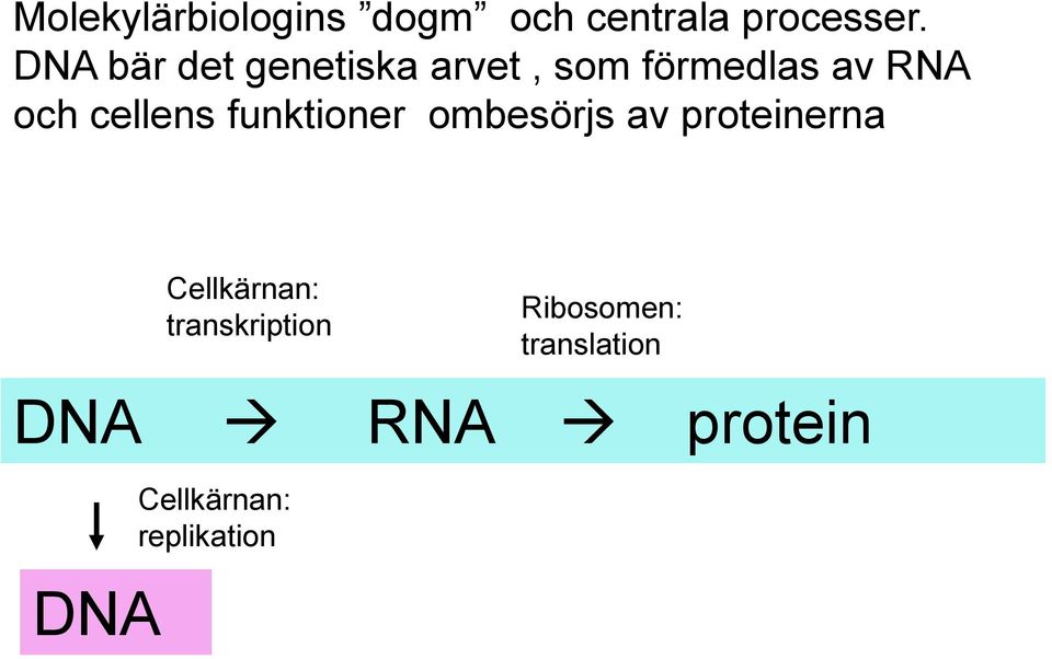 cellens funktioner ombesörjs av proteinerna Cellkärnan: