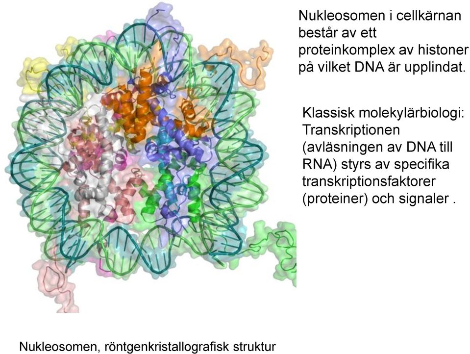 Klassisk molekylärbiologi: Transkriptionen (avläsningen av DNA till