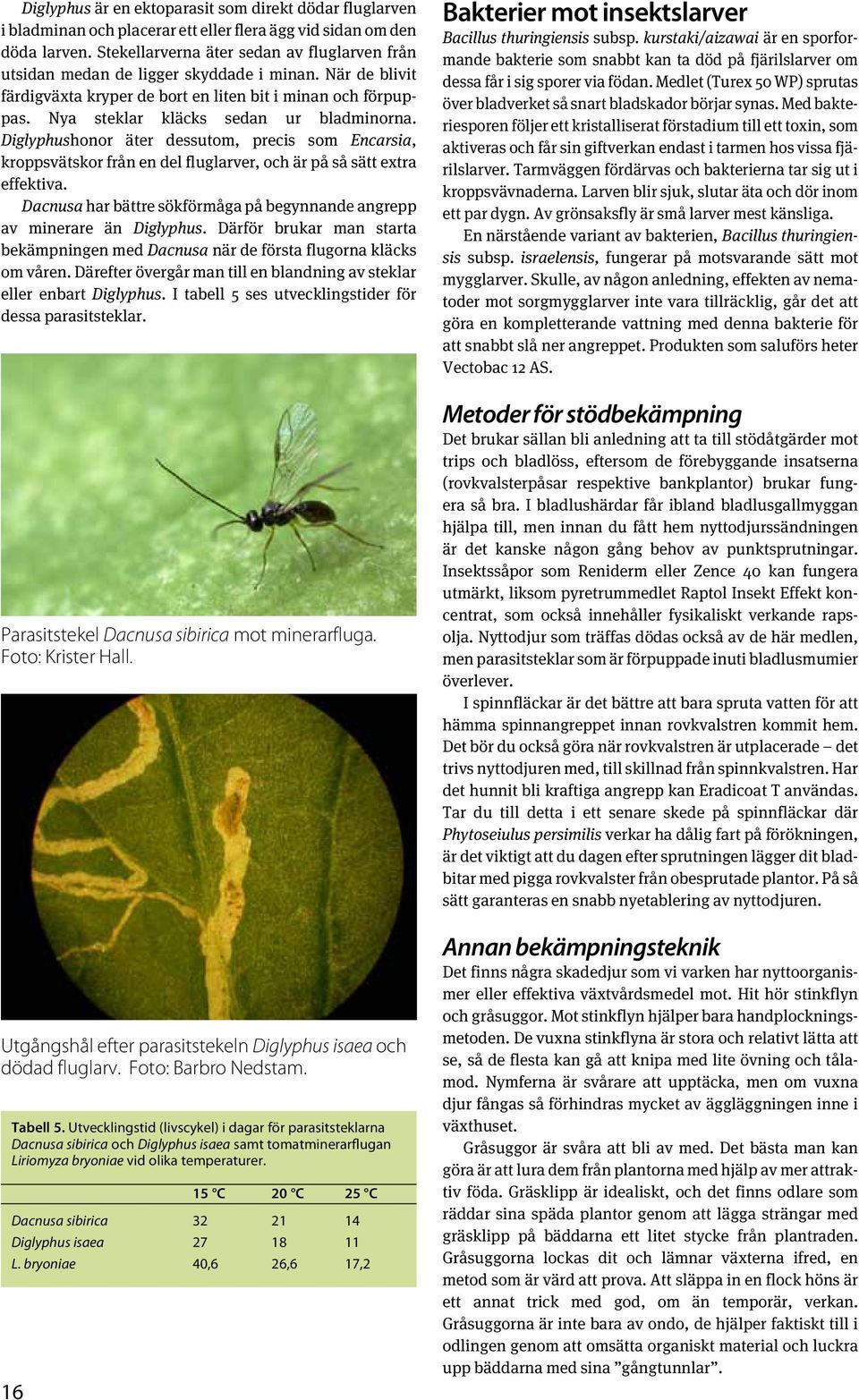 Nya steklar kläcks sedan ur bladminorna. Diglyphushonor äter dessutom, precis som Encarsia, kroppsvätskor från en del fluglarver, och är på så sätt extra effektiva.