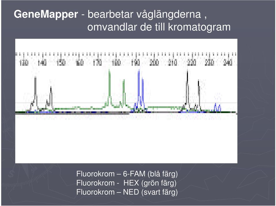 Fluorokrom 6-FAM (blå färg) Fluorokrom