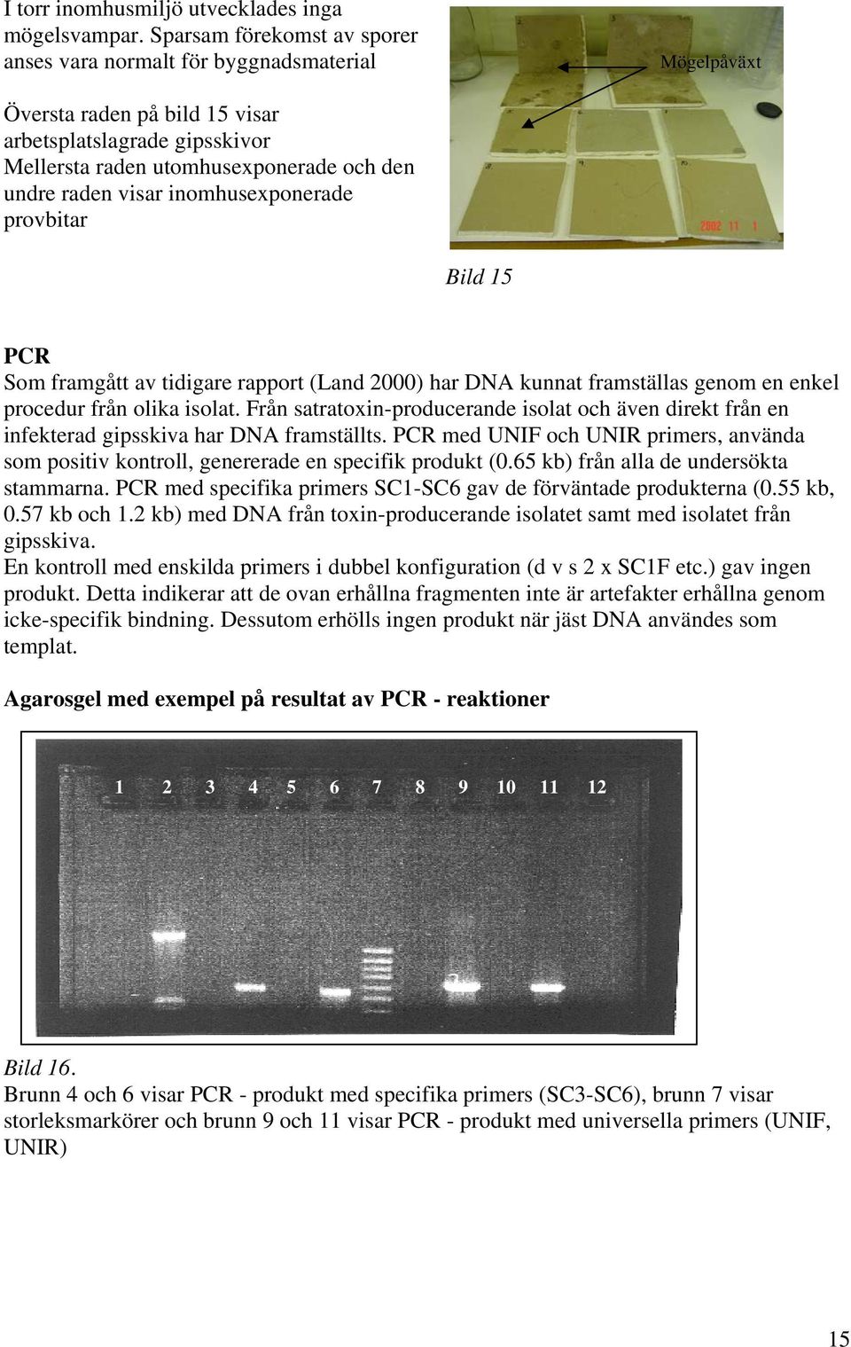 visar inomhusexponerade provbitar Bild 15 PCR Som framgått av tidigare rapport (Land 2000) har DNA kunnat framställas genom en enkel procedur från olika isolat.