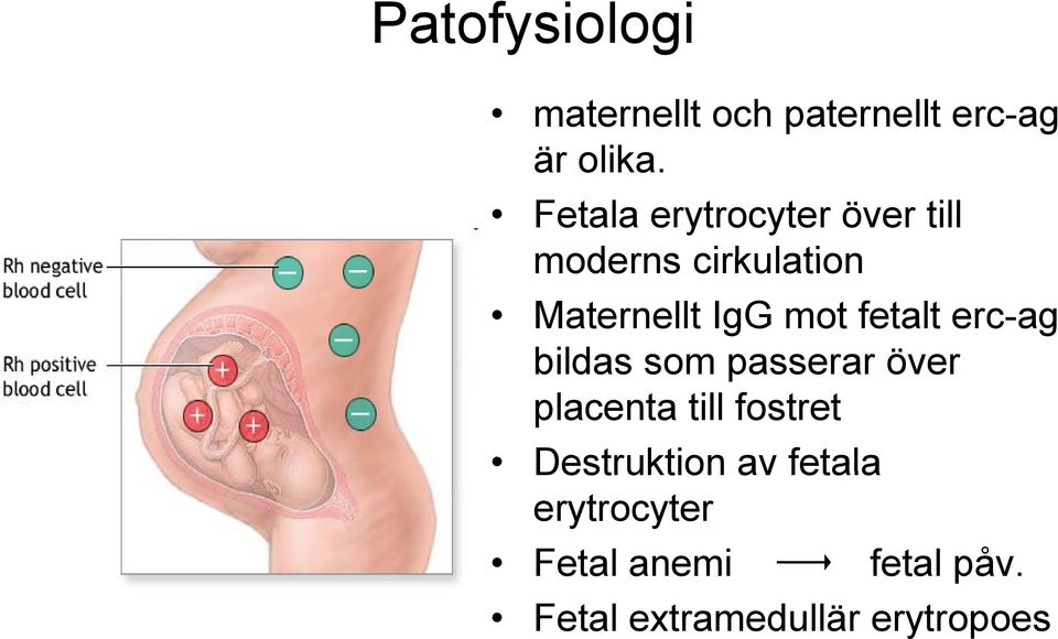 fetalt erc-ag bildas som passerar över placenta till fostret