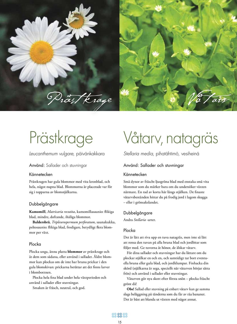 Baldersbrå, Tripleurospermum perforatum, saunakukka, peltosaunio: flikiga blad, frodigare, betydligt flera blommor per växt.