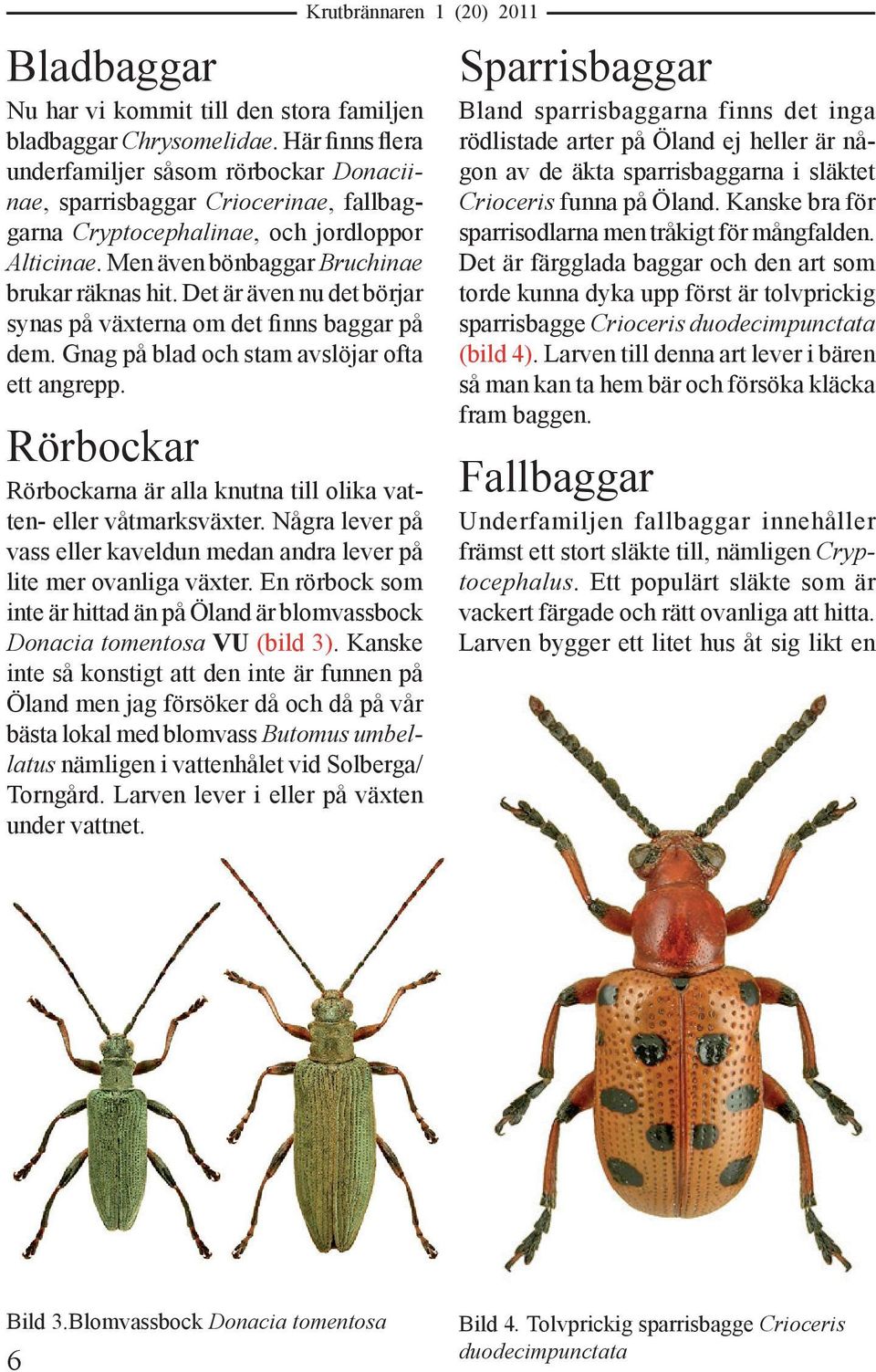 Det är även nu det börjar synas på växterna om det finns baggar på dem. Gnag på blad och stam avslöjar ofta ett angrepp. Rörbockar Rörbockarna är alla knutna till olika vatten- eller våtmarksväxter.