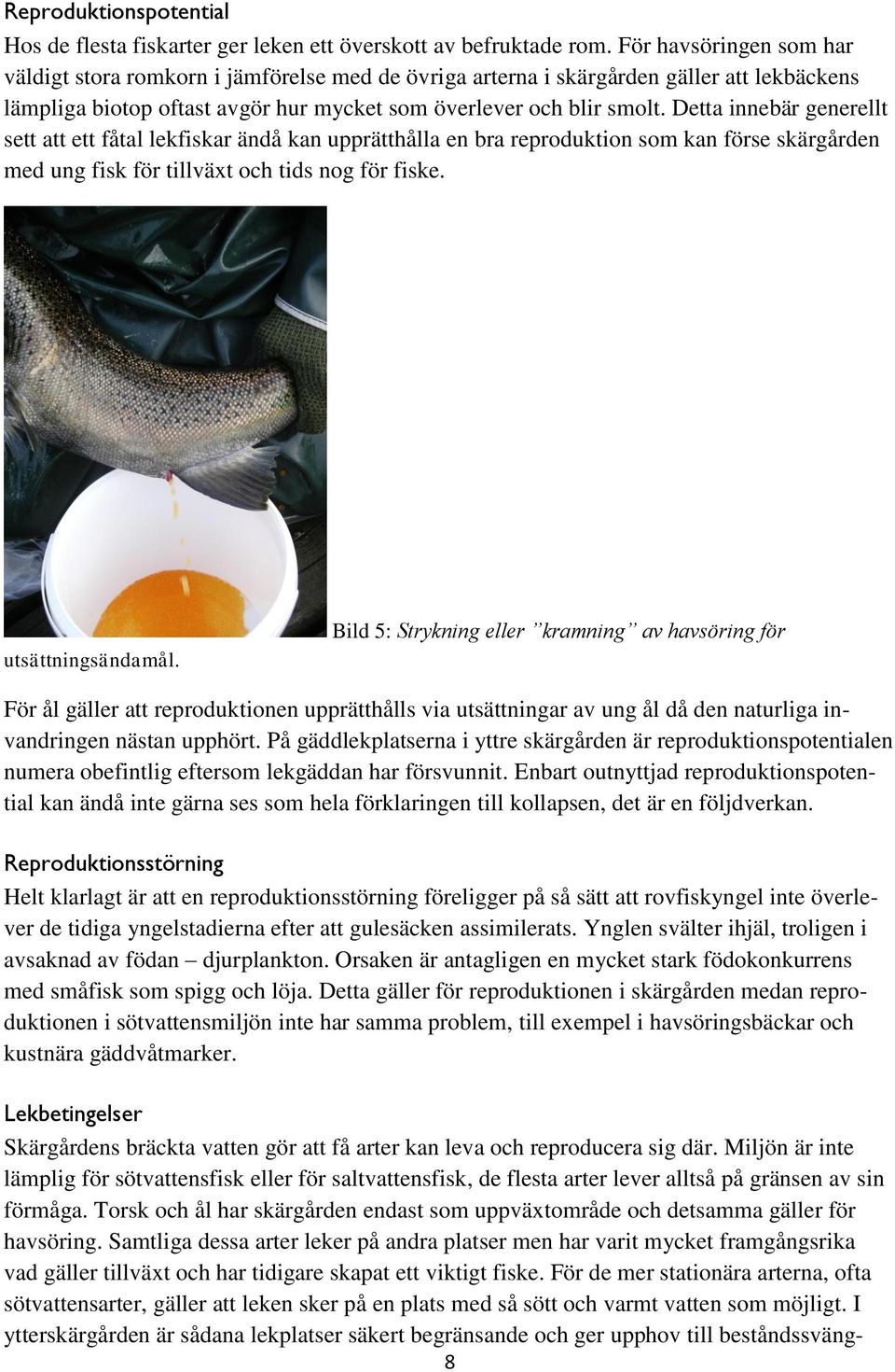 Detta innebär generellt sett att ett fåtal lekfiskar ändå kan upprätthålla en bra reproduktion som kan förse skärgården med ung fisk för tillväxt och tids nog för fiske. utsättningsändamål.