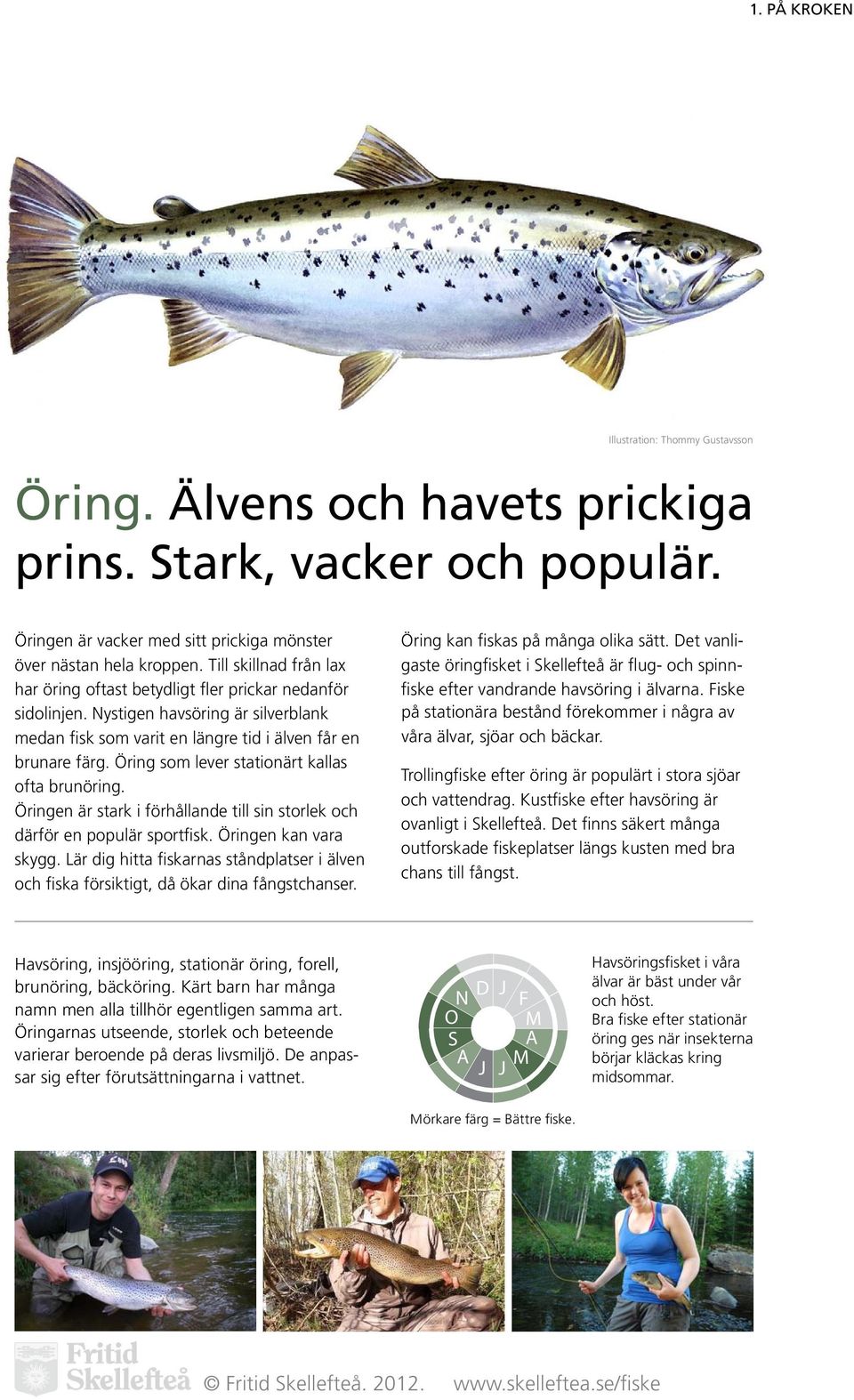 Öring som lever stationärt kallas ofta brunöring. Öringen är stark i förhållande till sin storlek och därför en populär sportfisk. Öringen kan vara skygg.