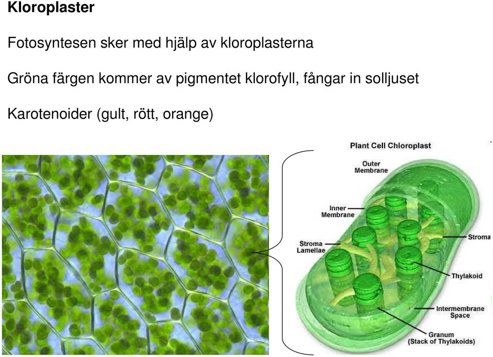 kommer av pigmentet klorofyll, fångar