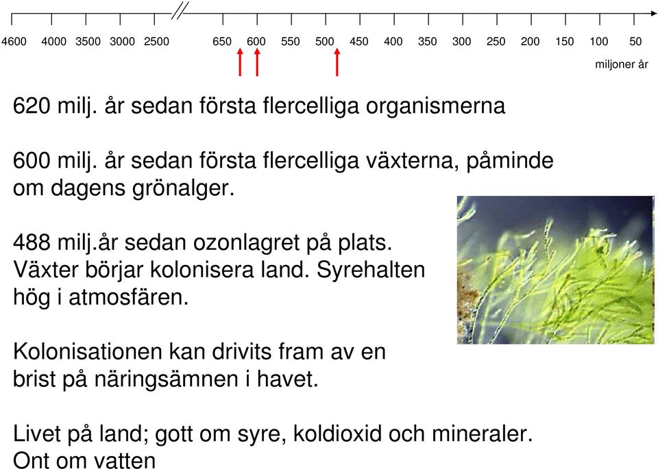 år sedan ozonlagret på plats. Växter börjar kolonisera land. Syrehalten hög i atmosfären.