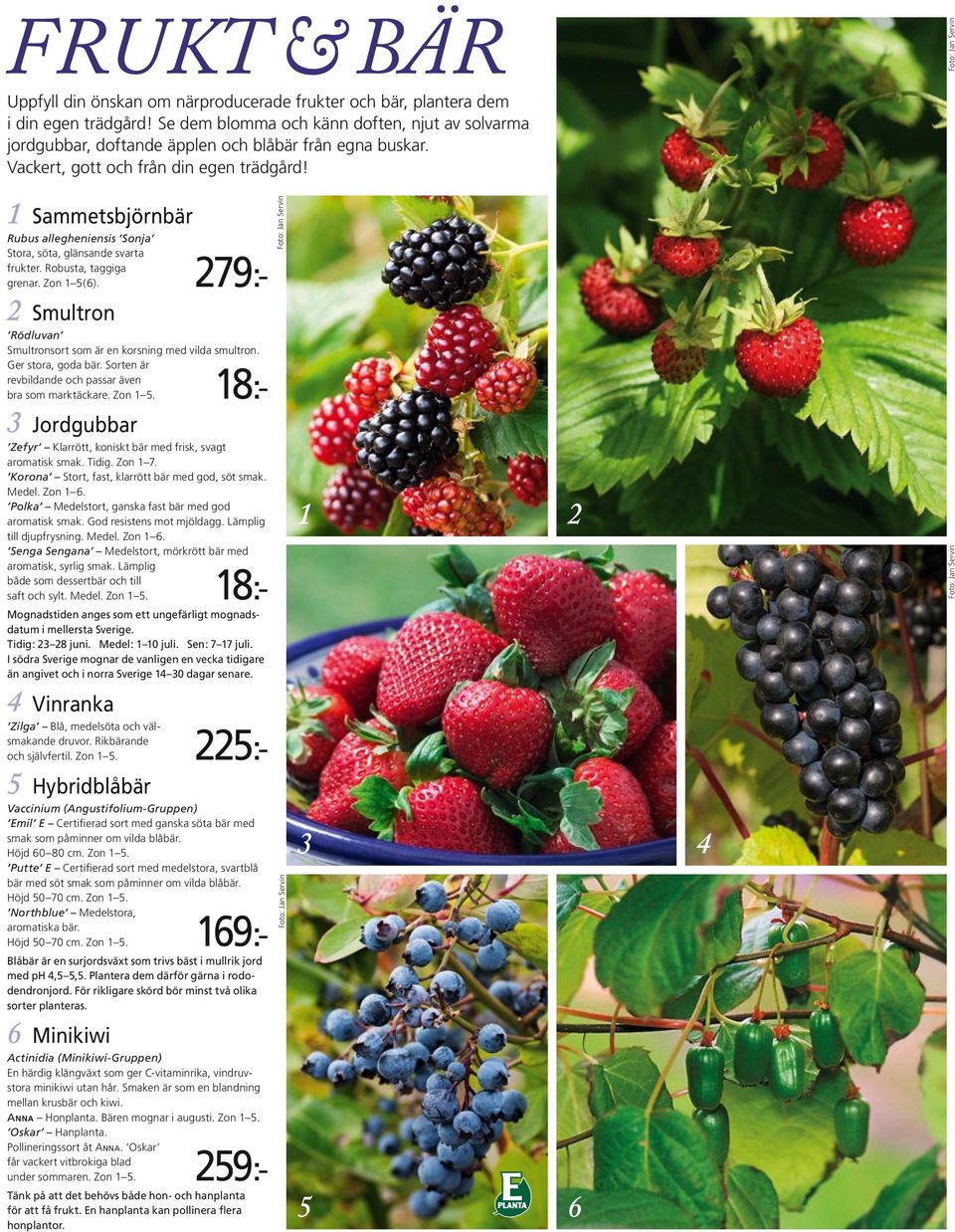 1 Sammetsbjörnbär Rubus allegheniensis Sonja Stora, söta, glänsande svarta frukter. Robusta, taggiga grenar. Zon 1 5(6). 2 Smultron Rödluvan Smultronsort som är en korsning med vilda smultron.