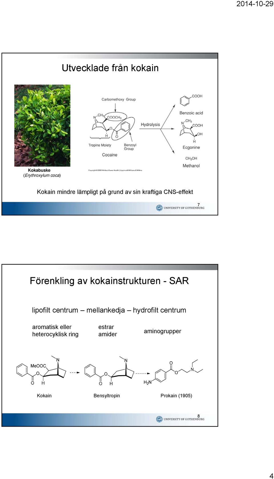 kokainstrukturen - SAR lipofilt centrum mellankedja hydrofilt centrum