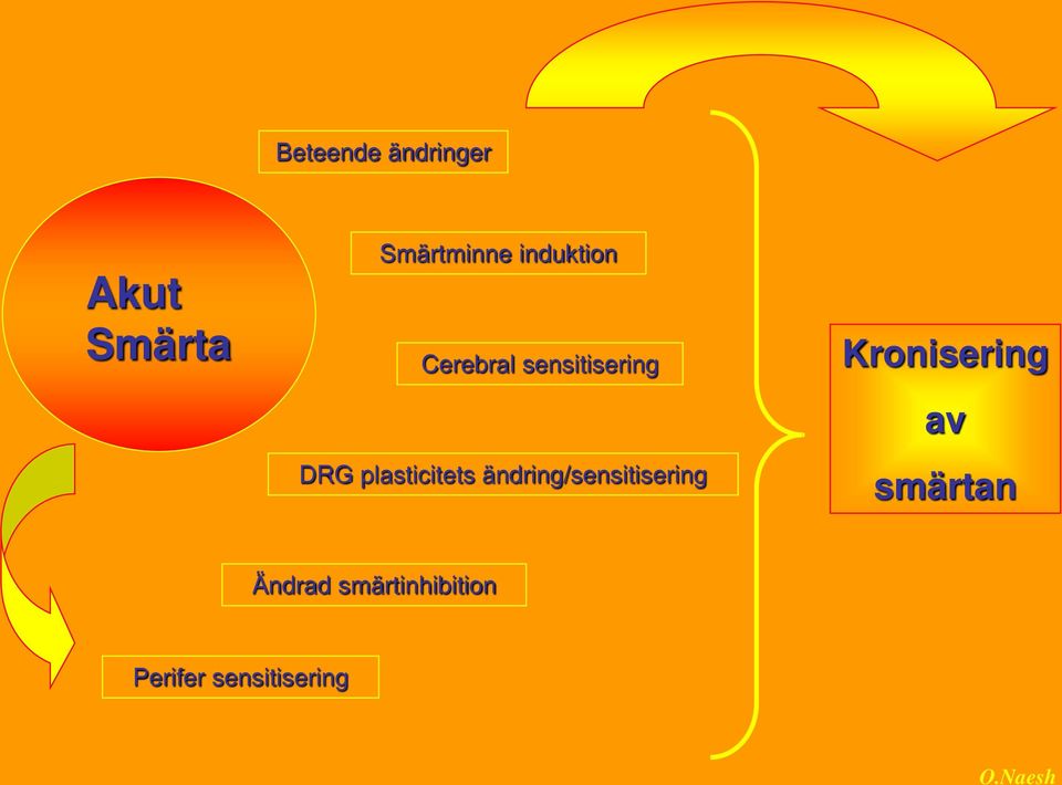 plasticitets ändring/sensitisering