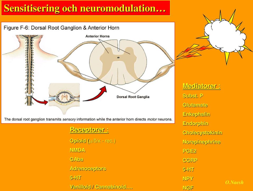 ) NMDA GAba Adrenoceptors 5-HT Vanilloid / Cannabinoid.