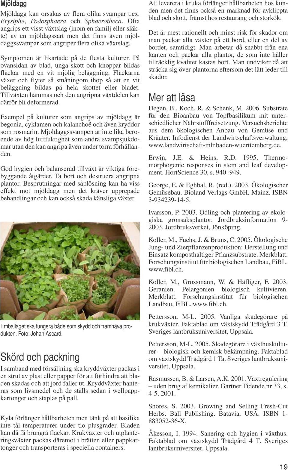 På ovansidan av blad, unga skott och knoppar bildas fläckar med en vit mjölig beläggning. Fläckarna växer och flyter så småningom ihop så att en vit beläggning bildas på hela skottet eller bladet.